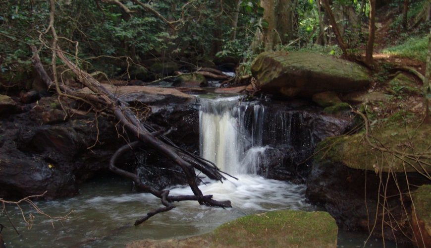 Karura Forest Becomes Latest Tourist Attraction