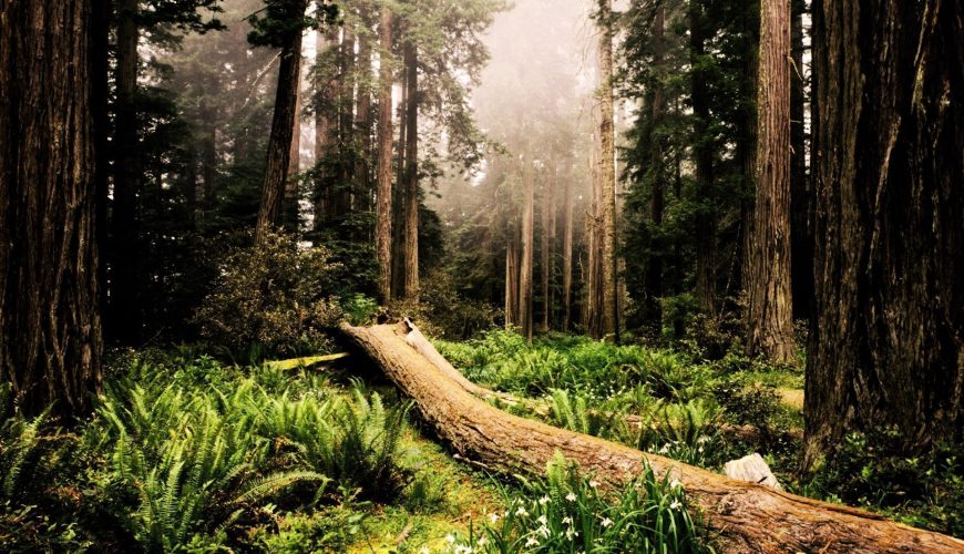 Old Trees at Shimba National Reserve Cleared to Go
