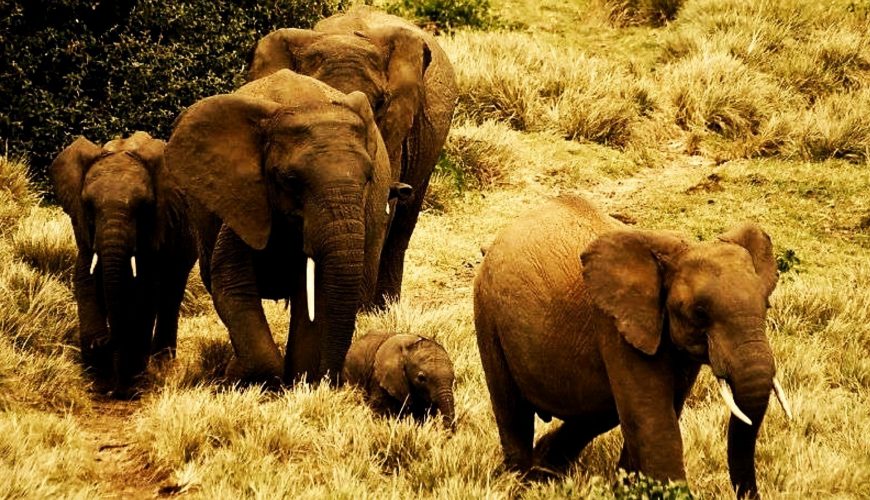 Elephant Numbers in Tsavo-Mkomazi Show Promise