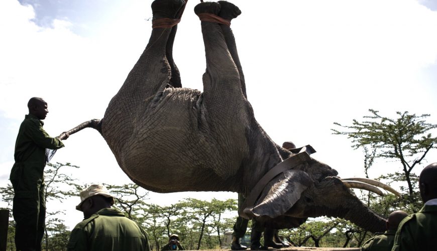 KWS Kicks-off Largest Elephant Translocation
