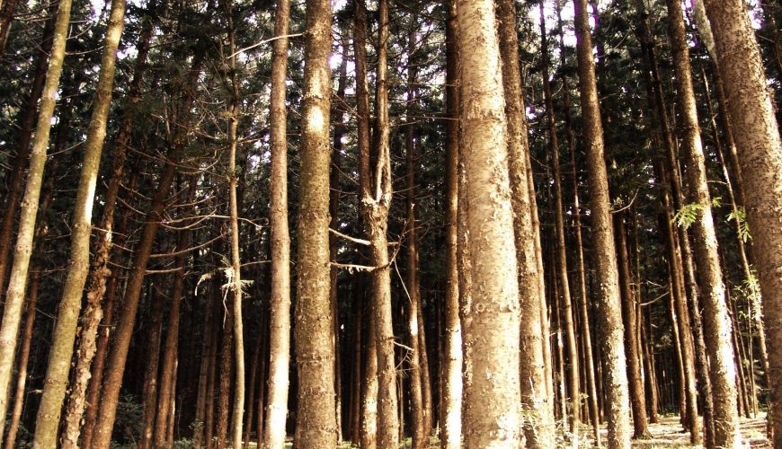 Kenya Preps for First World Forest Day
