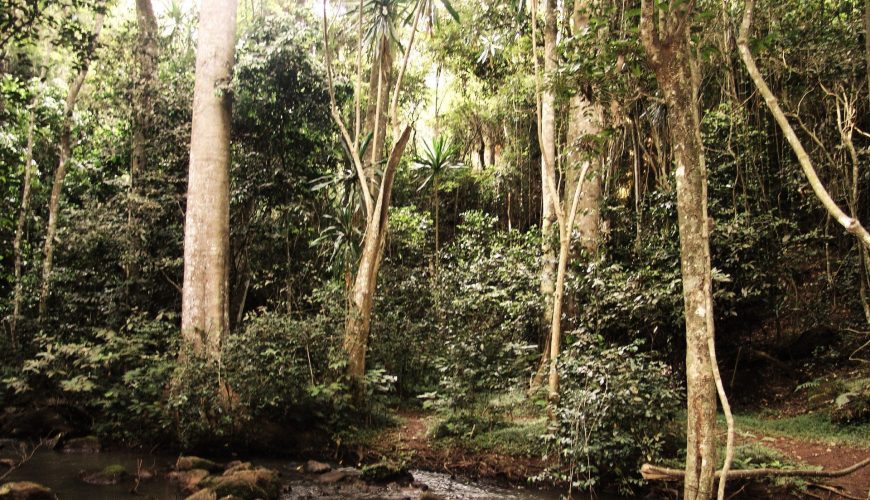 Kenya Needs 10% Forest Cover by 2030