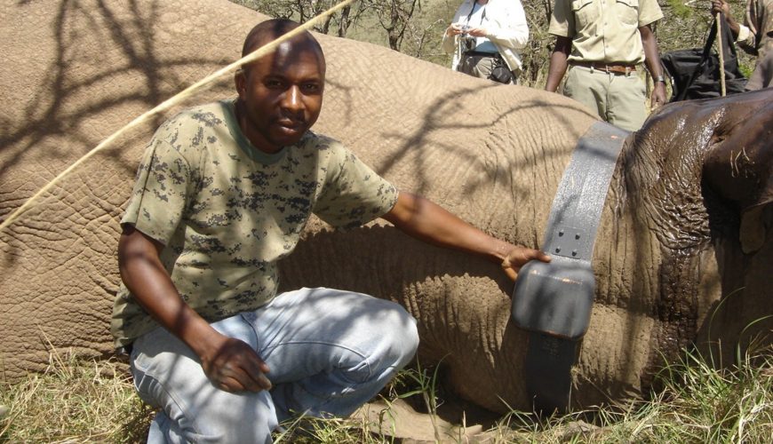 Thanks to GPS Tsavo Elephants are still Alive