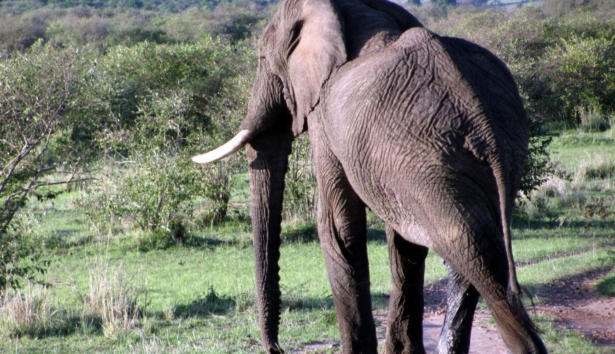 Could New Lab be Last Hope of the African Elephant?