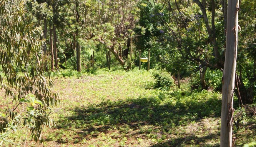 New Beehive Fence is Actually Deterring Elephants