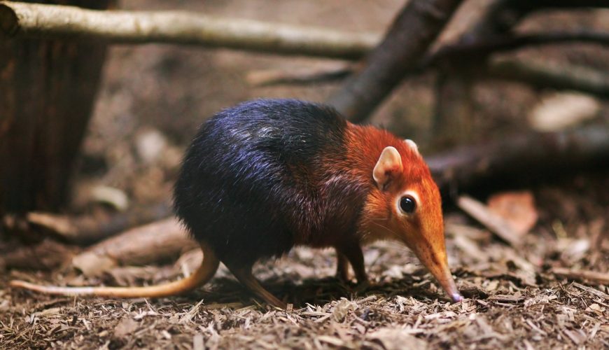 New Elephant-shrew Discovered in Kenya