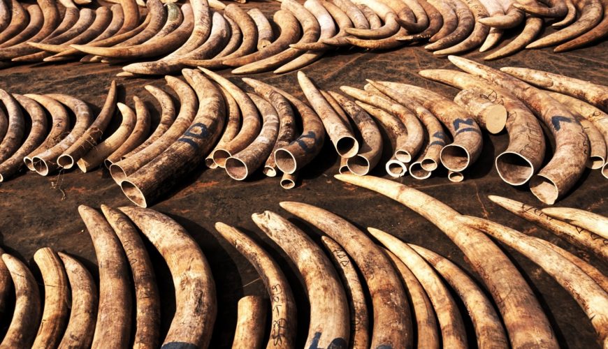 Police Nab Largest Ivory Haul in Recent Years