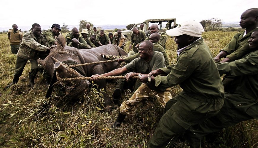 KWS Begins Second Elephant Translocation