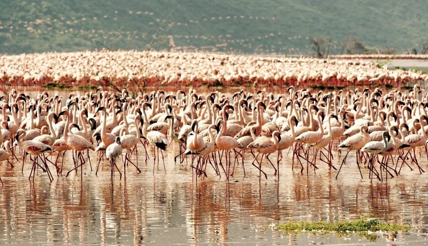 Could Lake Bogoria be New Home of Flamingos?