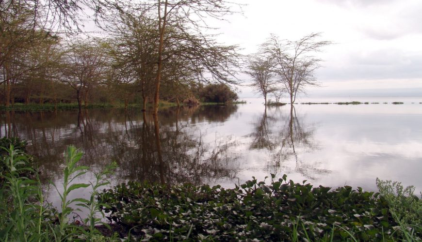 Water Hyacinth Now Invades Lake Naivasha