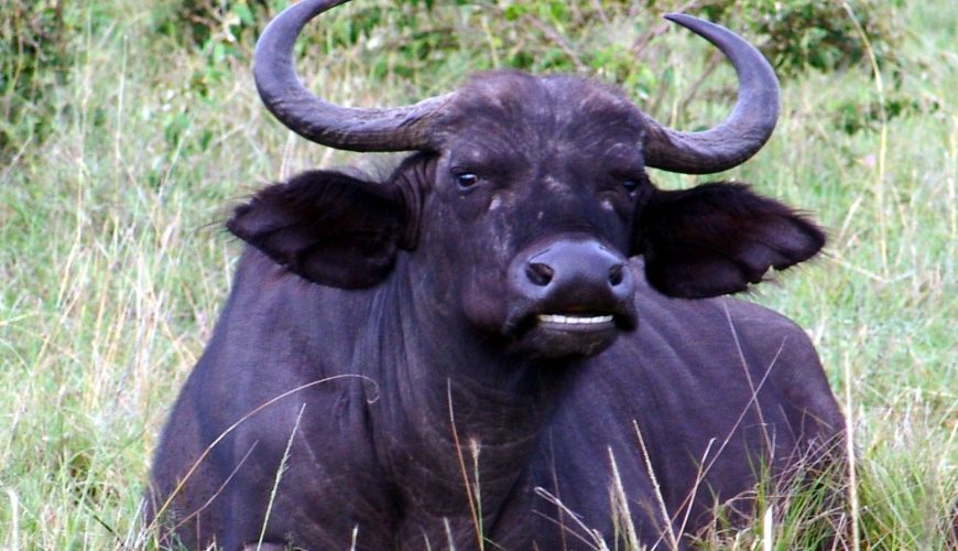 New Report Reveals Most Mara Lodges are Illegal