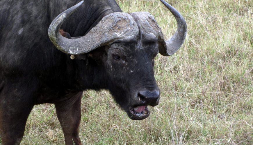 This is Why Maasai Mara Has an Uncertain Future