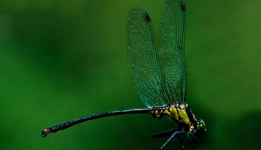 New Dragonfly Named after Wangari Maathai