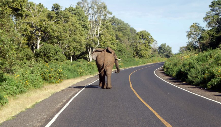 5 Poaching Facts Mr President You Need to know