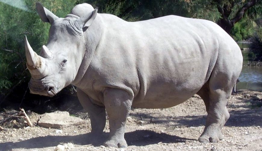 Kenya Receives White Rhino from South Africa
