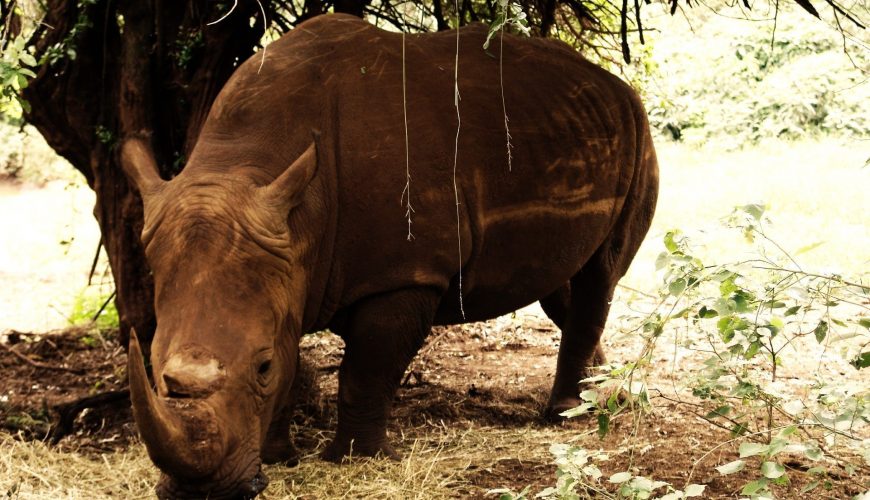 The Black Rhinoceros, also known as the hook-lipped Rhinoceros, is a familiar species on the endangered animals' list.