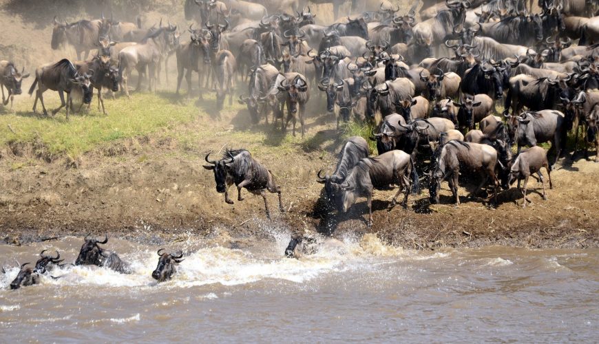 Book your front seat to nature's greatest game show on earth, the Annual Wildebeest Migration and witness an unforgettable spectacle.