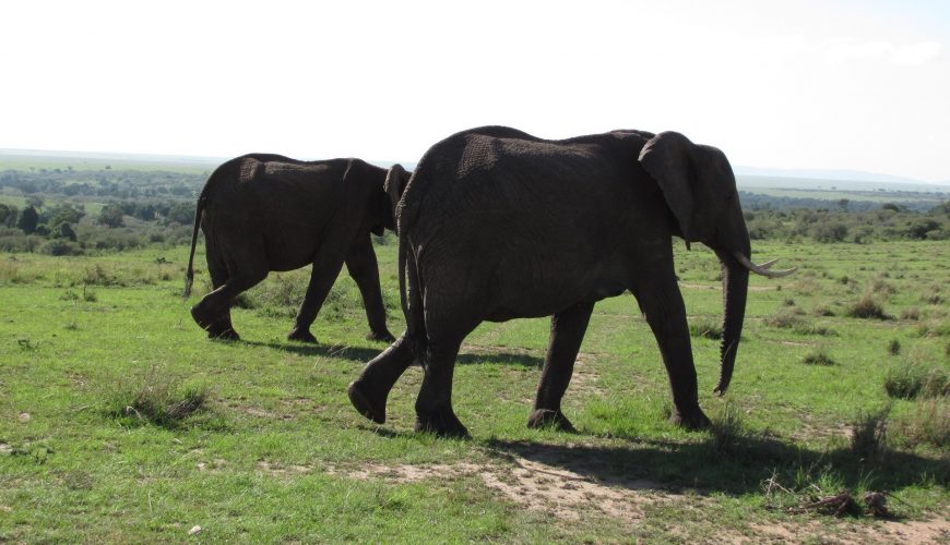 Scientists at the University of Washington working with Interpol, are using DNA material from elephant ivory to fight poaching.