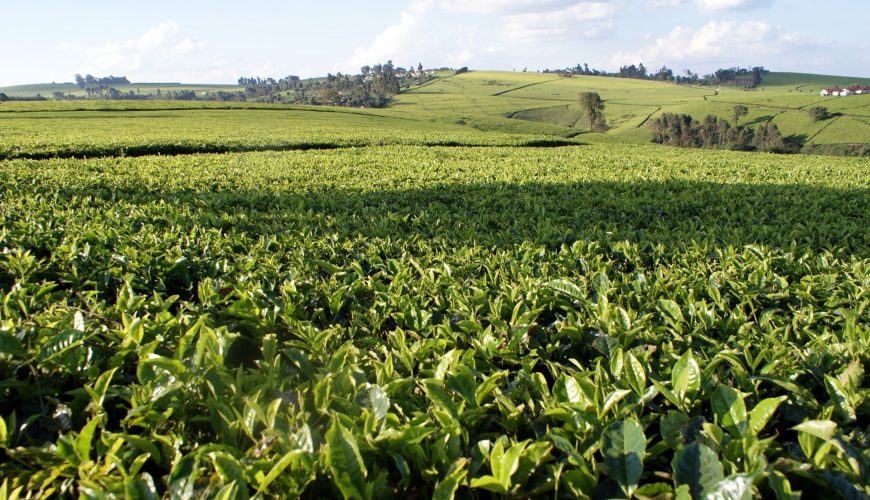 The tea-growing heritage in Kenya is an old and rich one but in the expansive tea plantations of Limuru, that heritage is fast fading away.