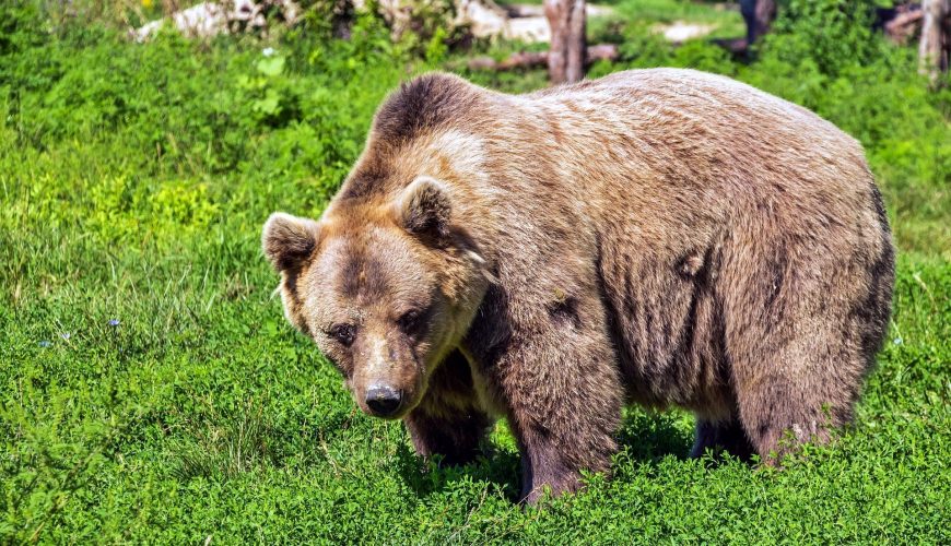 Besides the usual African wilderness suspects, Ol Jogi has interesting residents including a black leopard, a pygmy hippo and yes, a bear!
