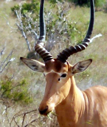Ishaqbini Hirola Conservancy occupies a special place in Kenya because it is the last home of the rare and critically endangered Hirola.