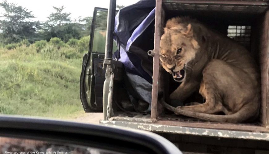 While everyone was waiting for the final premiere of the Lion King, he was at Pride Rock at Hell's Gate National Park for a royal visit.