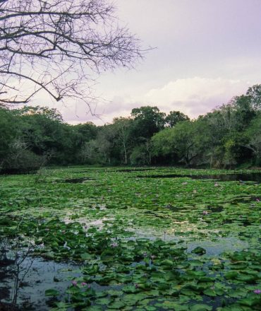 When the terrorist and bandit menace in Boni is dealt with, the reserve can be a game viewers' paradise. Until then, it remains a hidden gem.