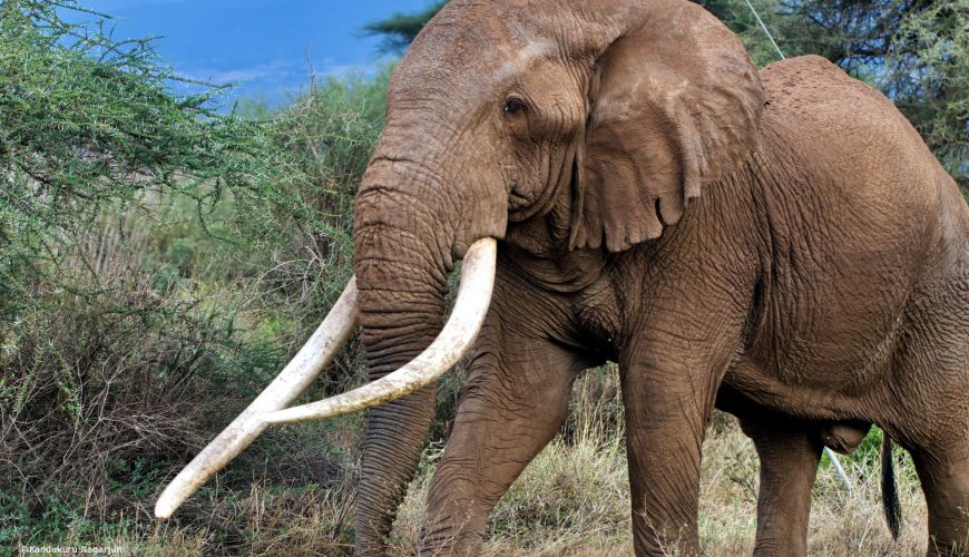 Tim, the iconic Amboseli National Park tusker died yesterday. Did you know him? Here are 4 interesting things about his life and afterlife.