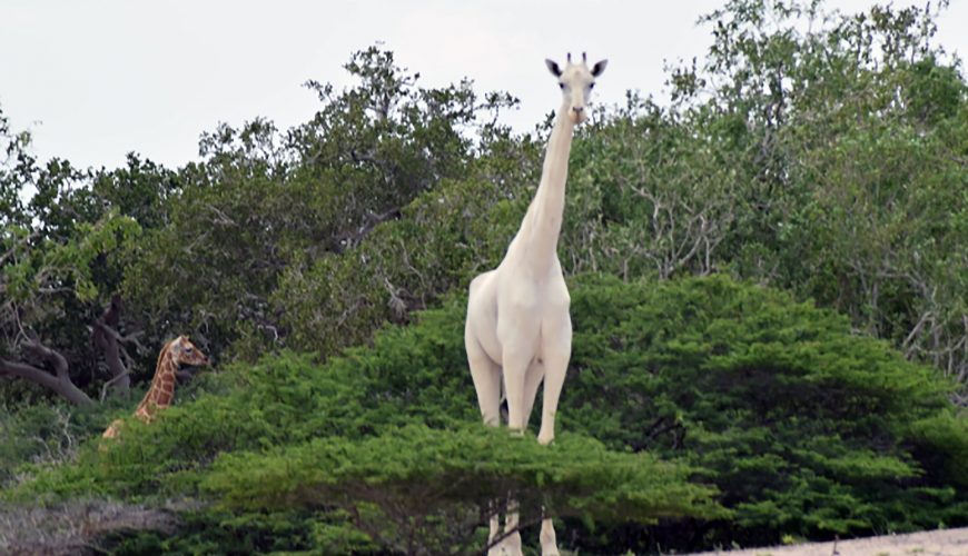 The death of the white giraffes of Hirola profoundly saddens me. I hope we can learn how lucky we were to have had them in our custody.