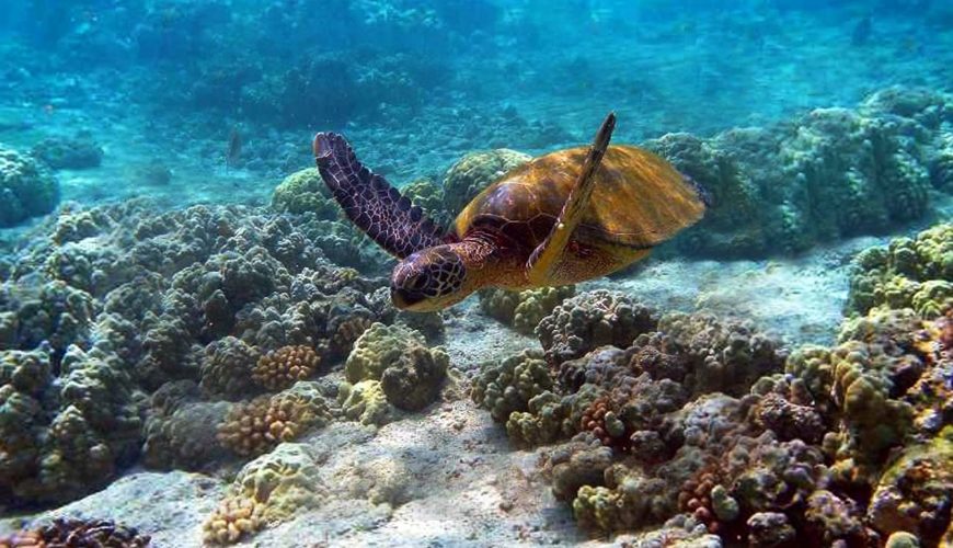 4 Things to Do at Watamu Marine Park