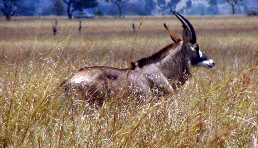 3 Things to Do at Ruma National Park