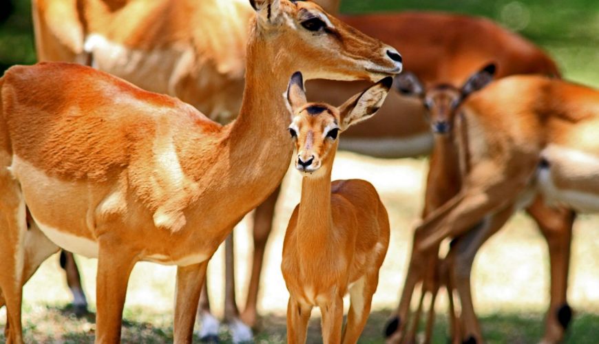 4 Things to do at the Kisumu Impala Sanctuary