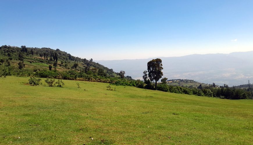 Deforestation threatens to steal the magic in Iten as a global athletic powerhouse. The training grounds of champions are at risk.