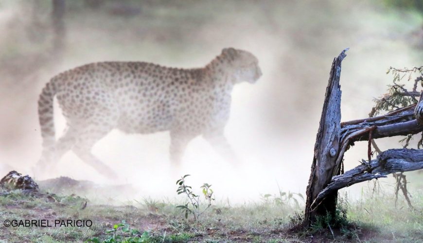 When we visited Naboisho Conservancy in the Mara, we were lucky to spot a beautiful cheetah named Namunyak and her five cubs.