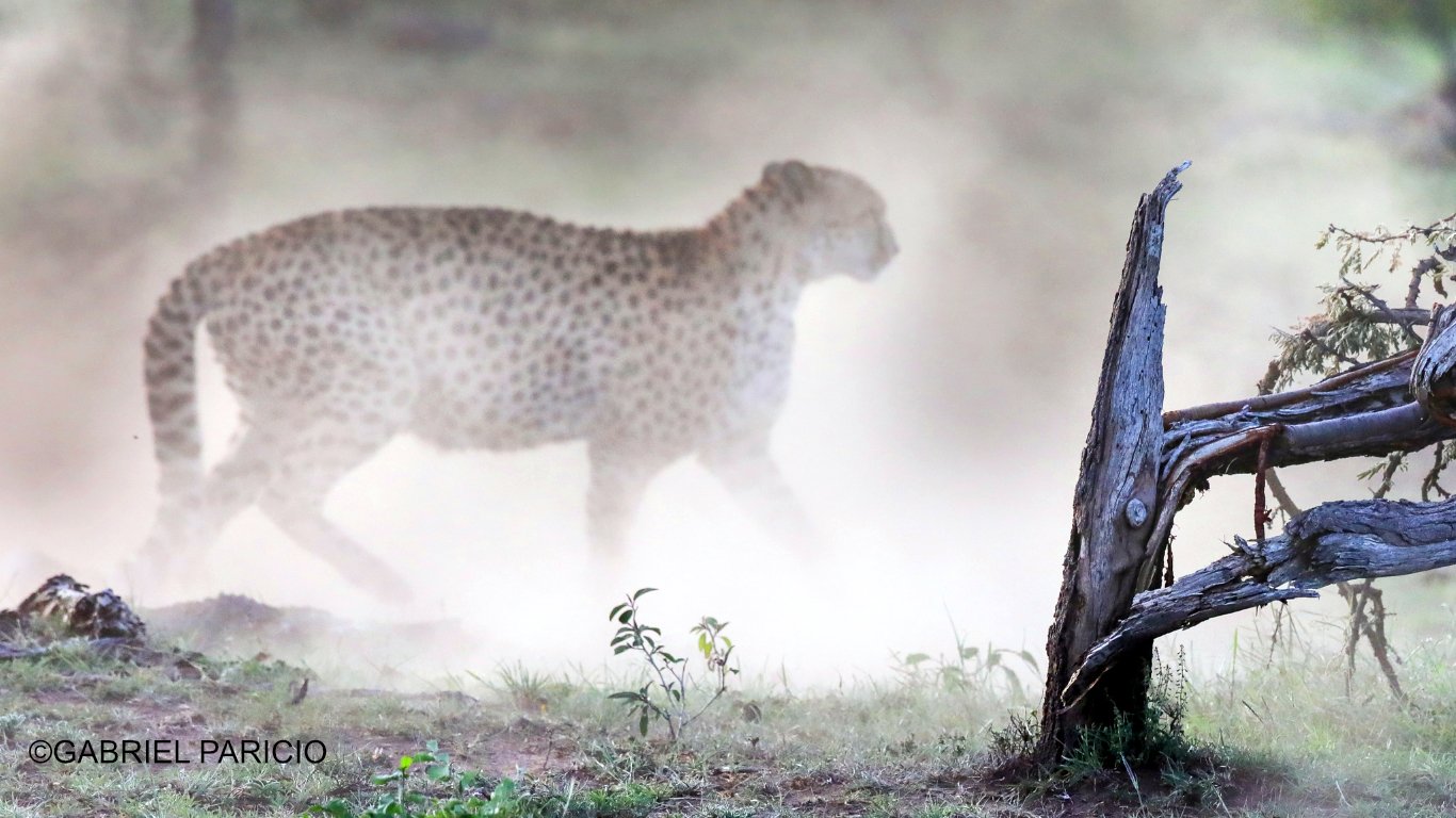 When we visited Naboisho Conservancy in the Mara, we were lucky to spot a beautiful cheetah named Namunyak and her five cubs.