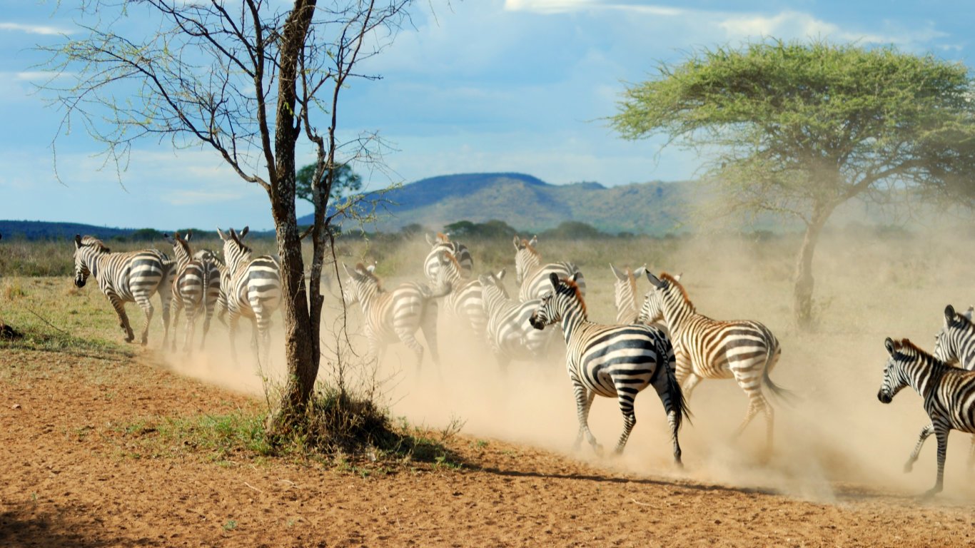 Unlike national parks, conservancies often allow for a more intimate safari experience, with smaller groups and the chance to see animals beyond the "Big Five"