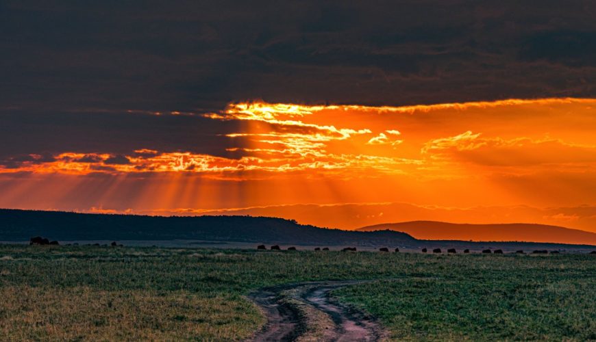 As of June 2024, private vehicles will no longer be allowed for game drives within the park. This means that visitors must book guided safari tours or use authorised tourist vehicles, such as safari trucks, land cruisers, and vans.