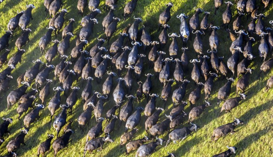 Wildlife Census 2024