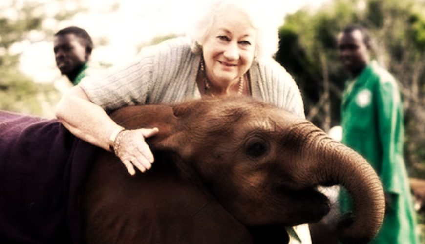 One of the most significant achievements that Daphne Sheldrick made was her success in hand-rearing orphaned elephants. At the Nairobi National Park's Orphans' Nursery, she nurtured countless baby elephants back to health, many just hours old.