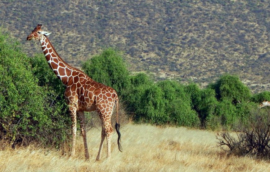 9-Day Mount Kenya-Samburu Safari