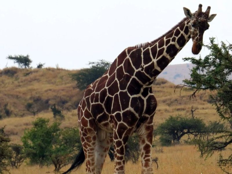 Experience raw African beauty with the Mount Kenya-Samburu safari where equatorial snow and rare wildlife meet the Big Five.