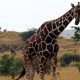Experience raw African beauty with the Mount Kenya-Samburu safari where equatorial snow and rare wildlife meet the Big Five.