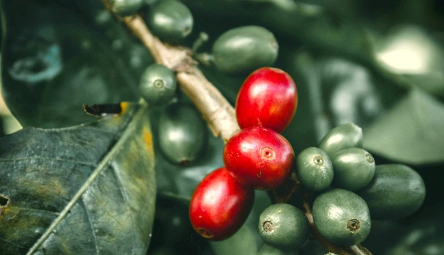 For visitors lucky enough to witness it, Kenya's coffee country offers more than just a tour. It shows that some things can't be rushed.