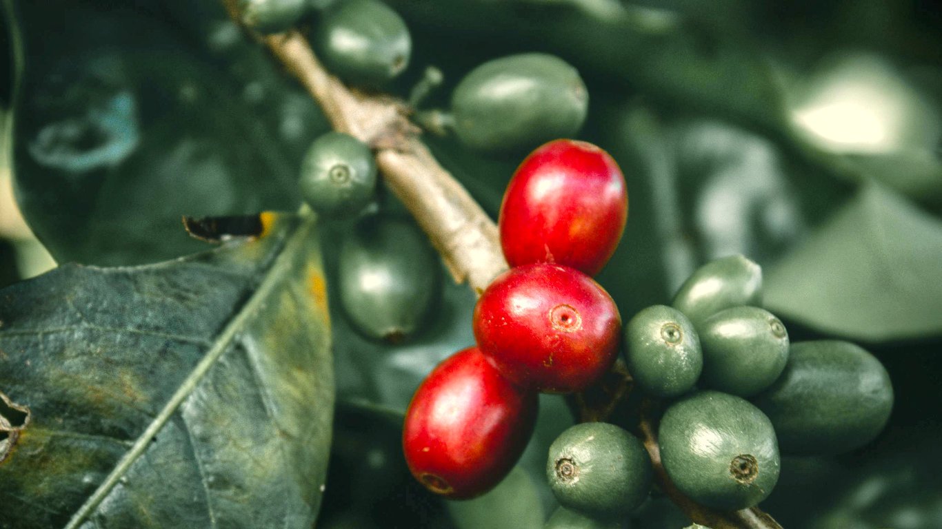 For visitors lucky enough to witness it, Kenya's coffee country offers more than just a tour. It shows that some things can't be rushed.