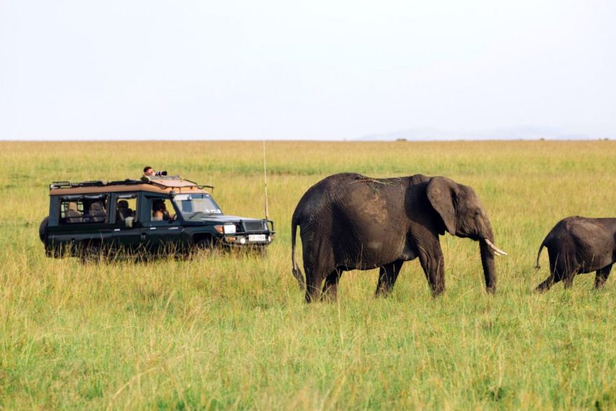 Chauffeur-driven Safari Landcruiser