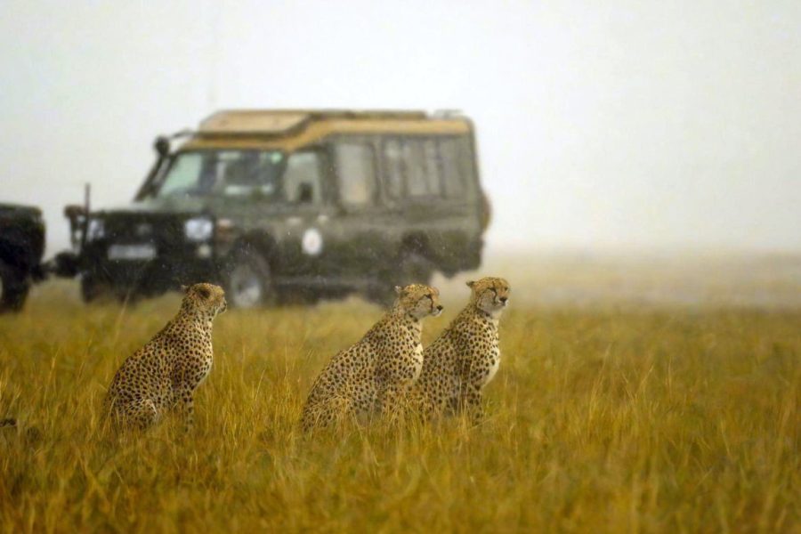 Chauffeur-driven Safari Landcruiser