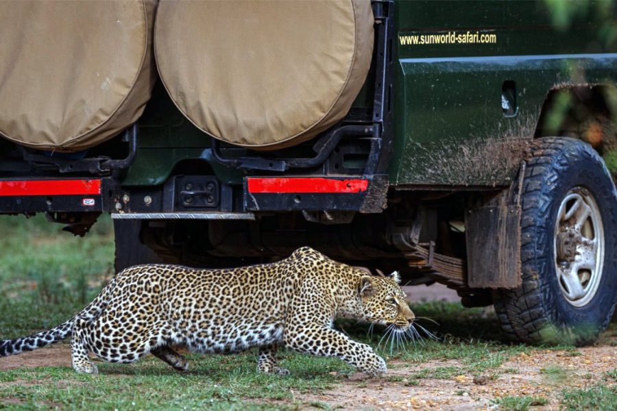 Self-driven Safari Land Cruiser