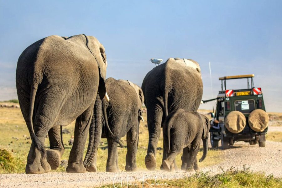 Photographic Safari Landcruiser