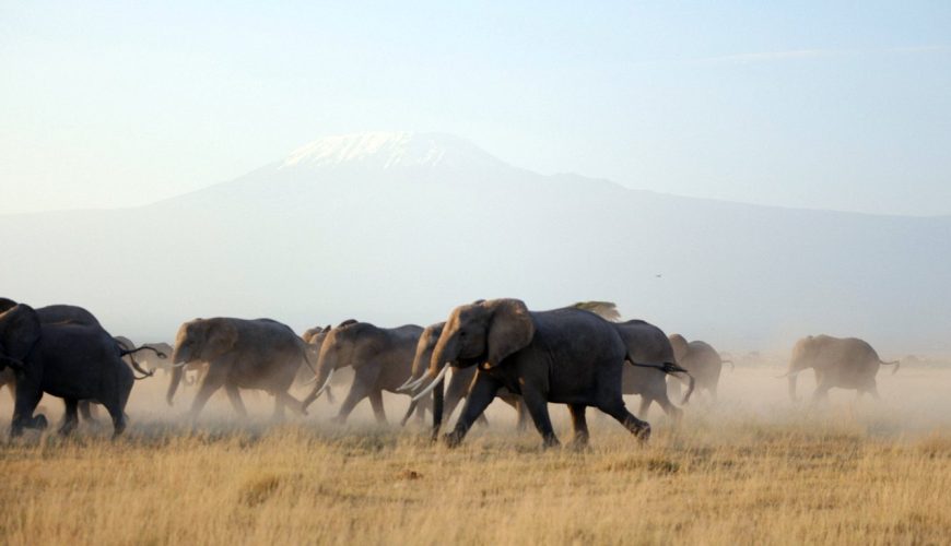 Management of Amboseli has been transferred to Kajiado County. Read this article to understand what this means for the industry.