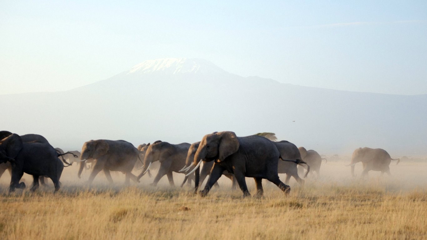 Management of Amboseli has been transferred to Kajiado County. Read this article to understand what this means for the industry.